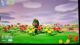 ¡Comenta mi código de amigo de Animal Crossing! ¡Permitan que se arrojen a chorros en las flores del otro!