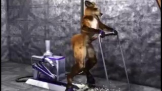 Furry Fox Dude bliver analt kneppet af en fuck-maskine