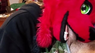 Dumb Bitch Fox Puts Dick in Her Mouth