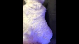 Saoirsemutt Bent Over and Fucked in Fullsuit