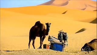 Biomas- Estepes, Pradarias E Desertos