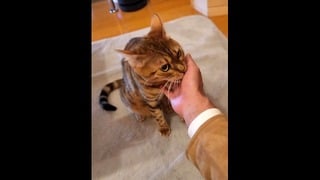 Furry Pussy Welcomes You Back …. A Cute Little Kitty That Just Wants To Play.