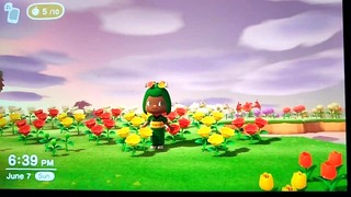 Squirting at Your Flowers in Animal Crossing Tonight